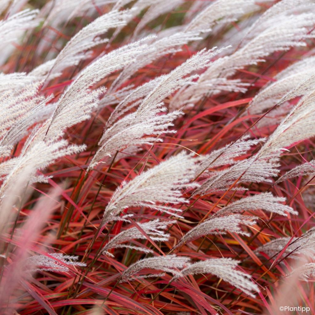 Miscanthus Lady in Red - Eulalia