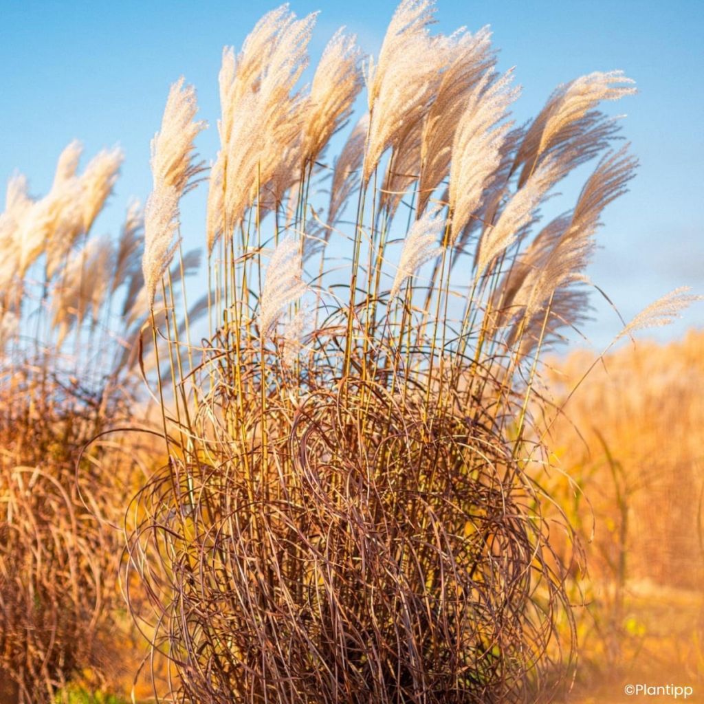 Miscanthus Lady in Red - Eulalia
