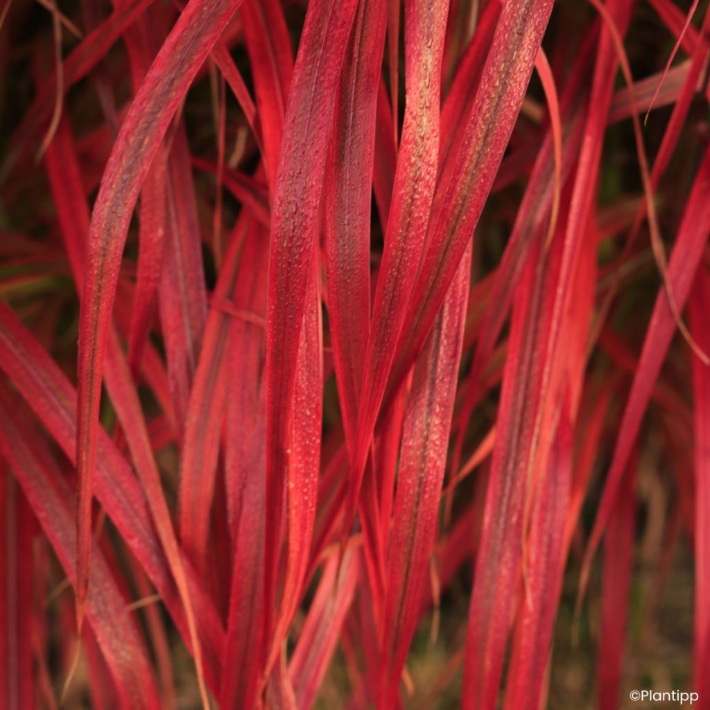 Miscanthus Lady in Red - Eulalia