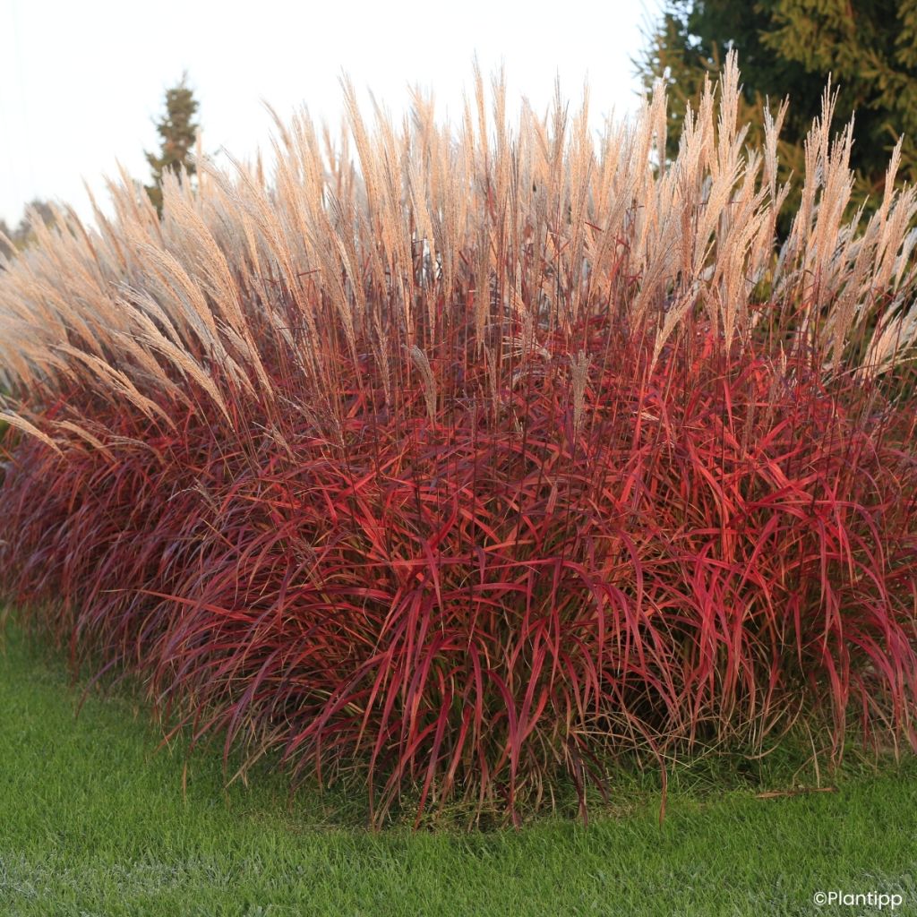 Miscanthus Lady in Red - Eulalia