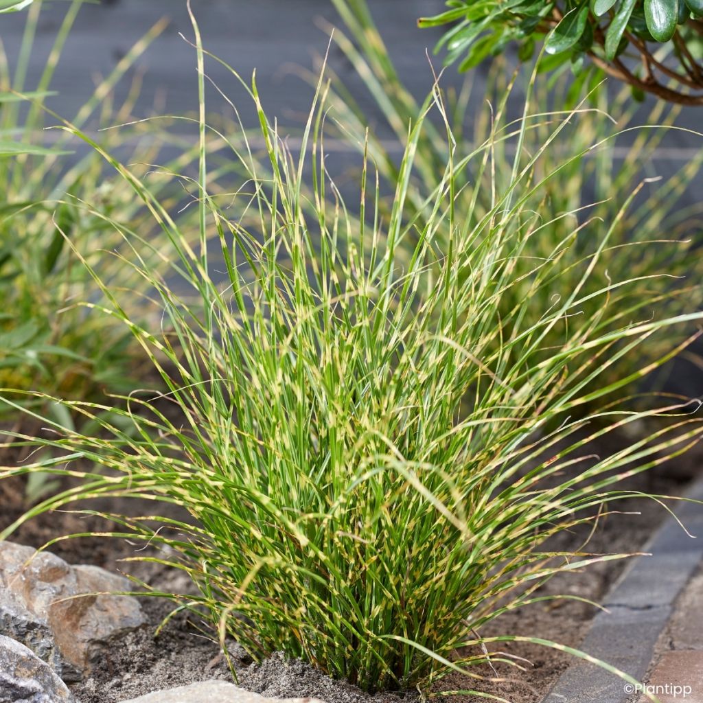 Miscanthus sinensis Little Tiger - Eulalia