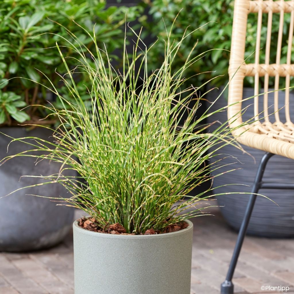 Miscanthus sinensis Little Tiger - Eulalia