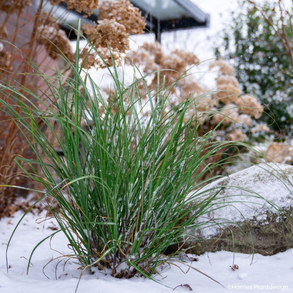 Miscanthus Miscanvert - Eulalia