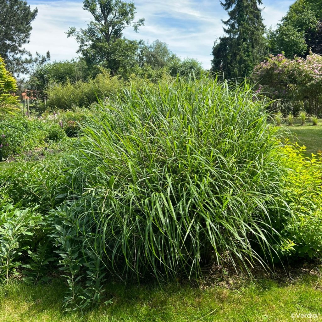 Miscanthus Miscanvert - Eulalia