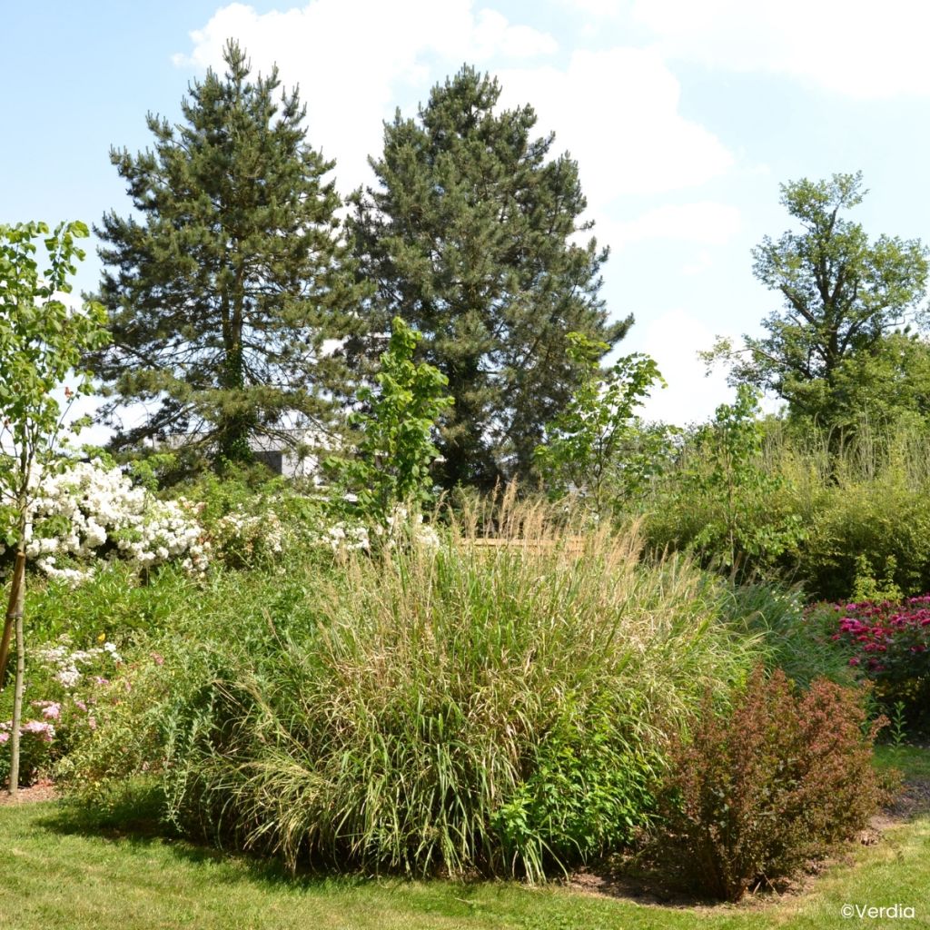 Miscanthus Miscanvert - Eulalia