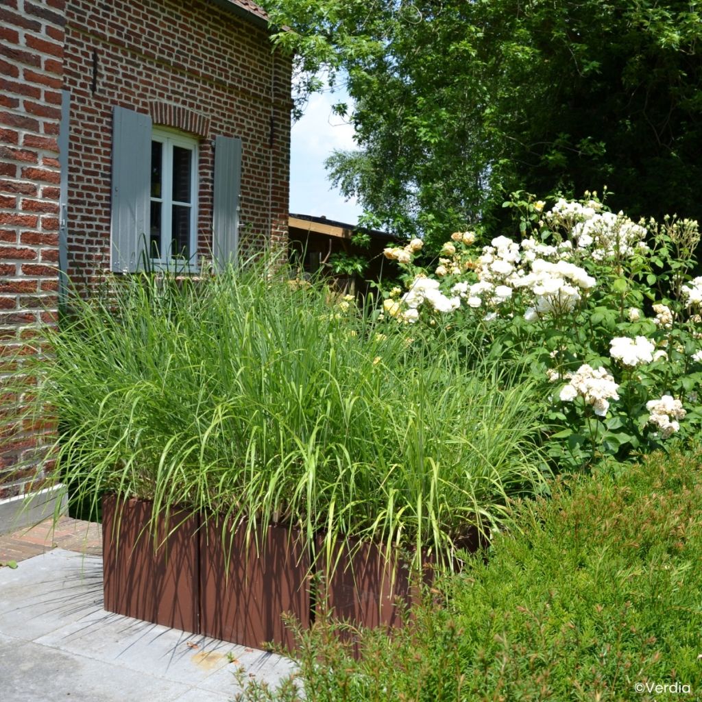 Miscanthus Miscanvert - Eulalia
