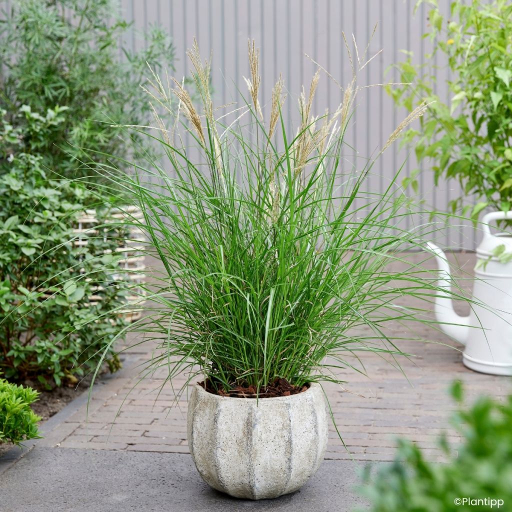 Miscanthus sinensis Missmini - Eulalia