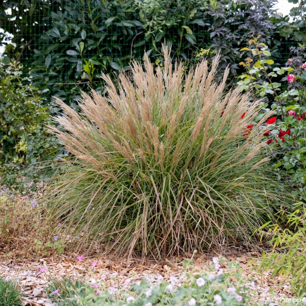 Miscanthus sinensis Missmini - Eulalia