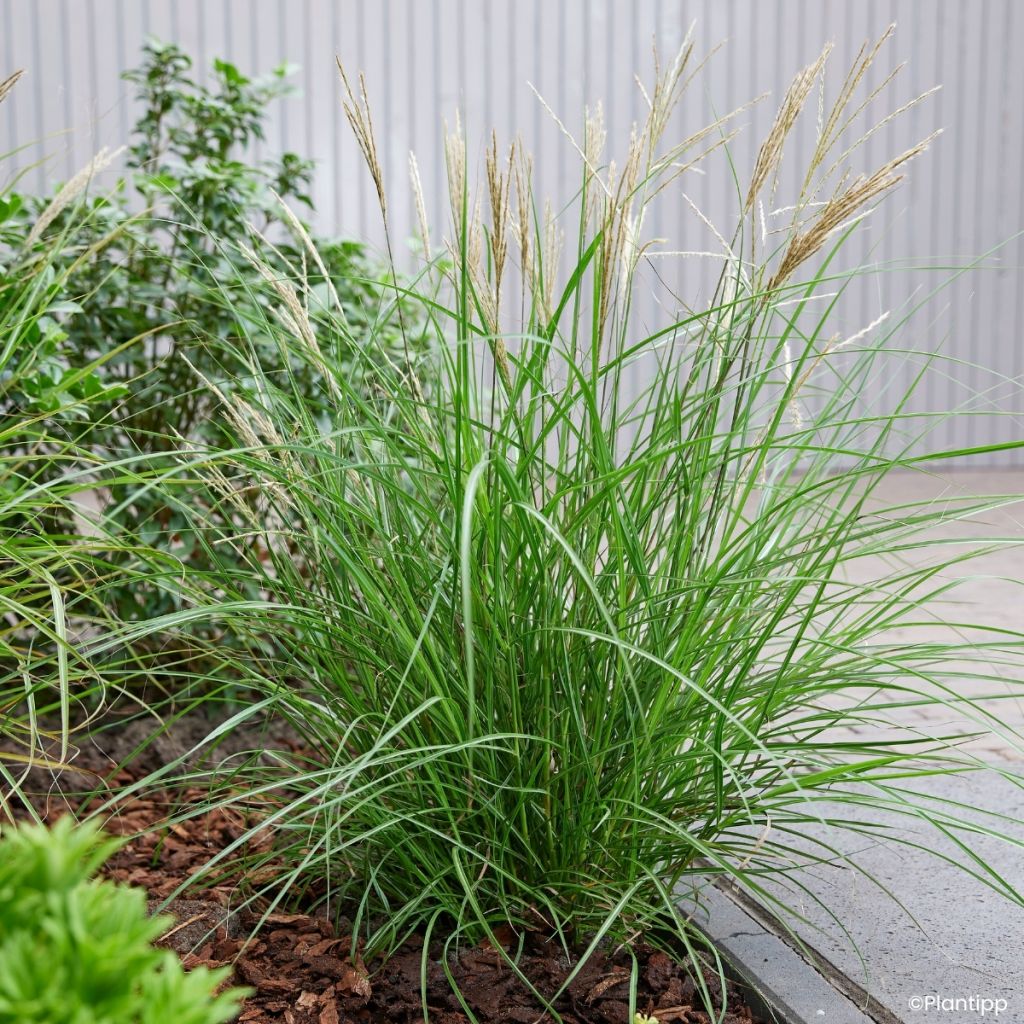 Miscanthus sinensis Missmini - Eulalia