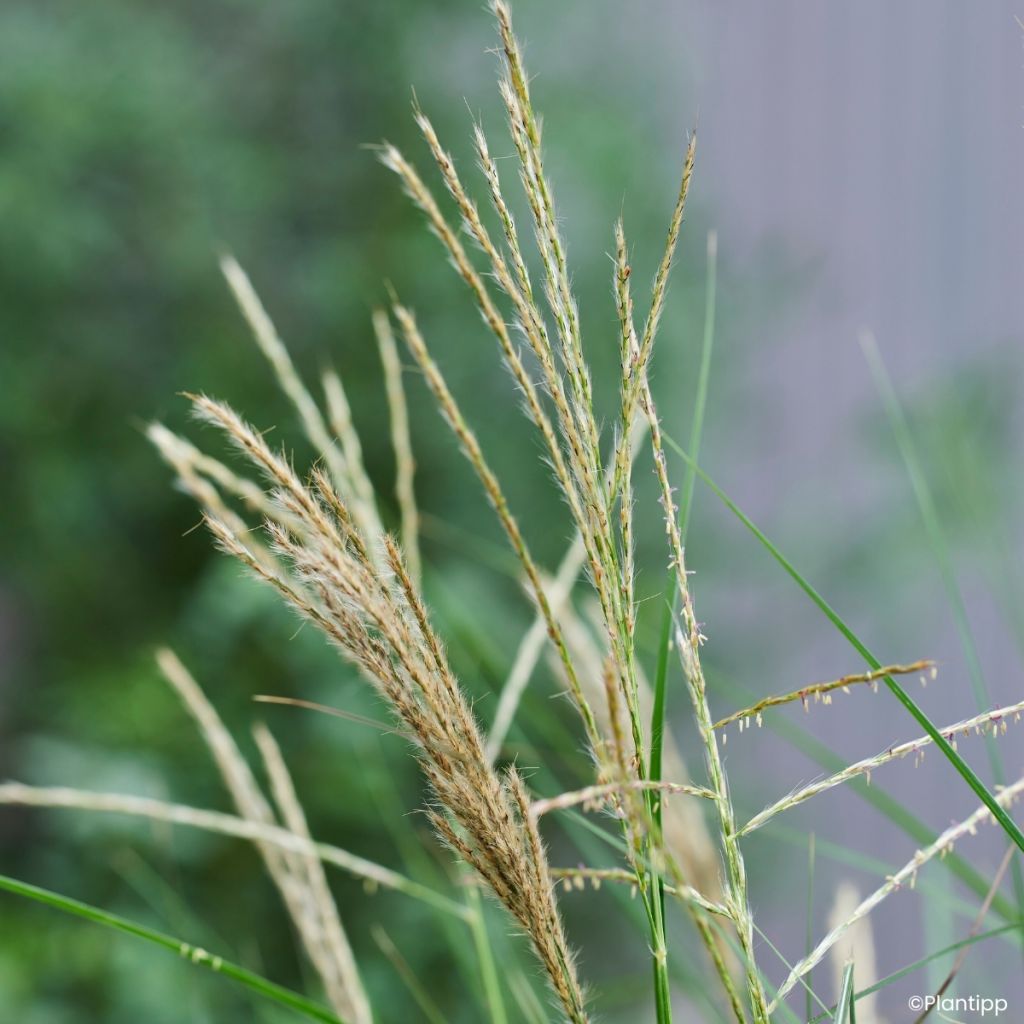 Miscanthus sinensis Missmini - Eulalia