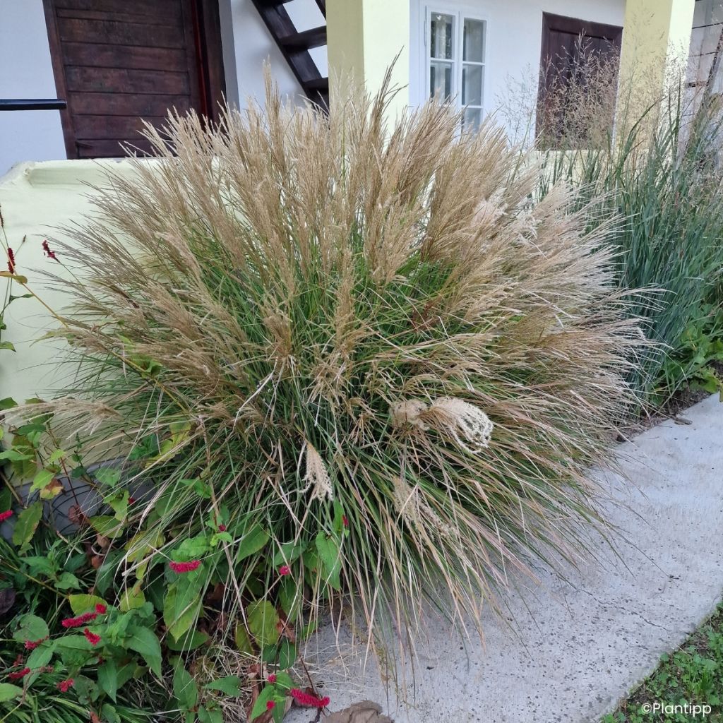 Miscanthus sinensis Missmini - Eulalia