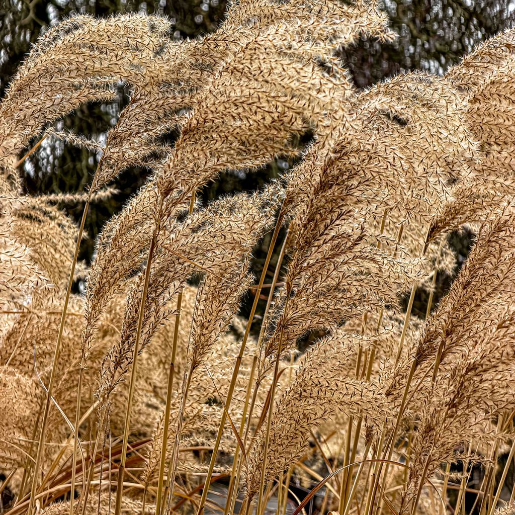 Miscanthus sinensis Giraffe - Eulalia