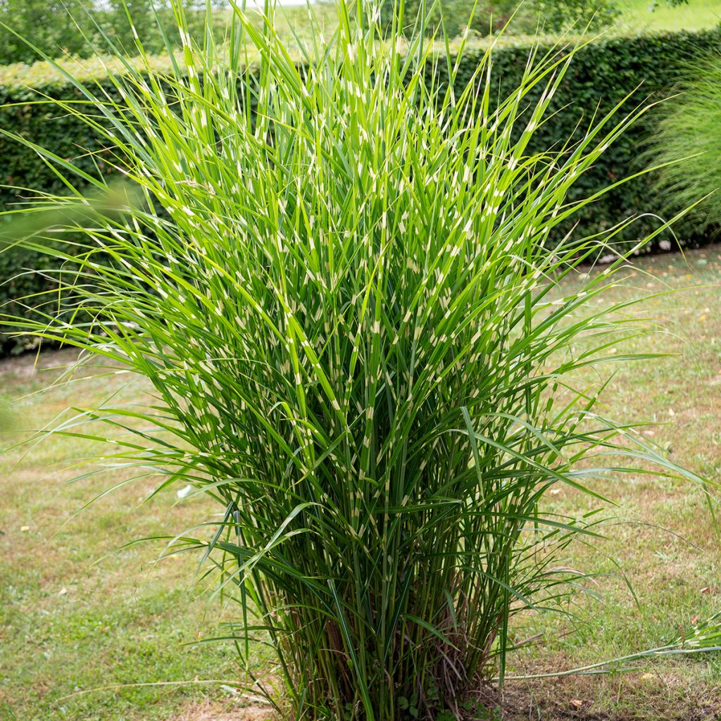Miscanthus sinensis Giraffe - Eulalia