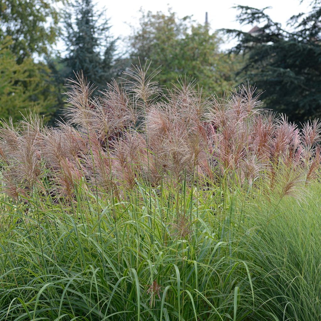 Miscanthus transmorrisonensis Sunset - Eulalia