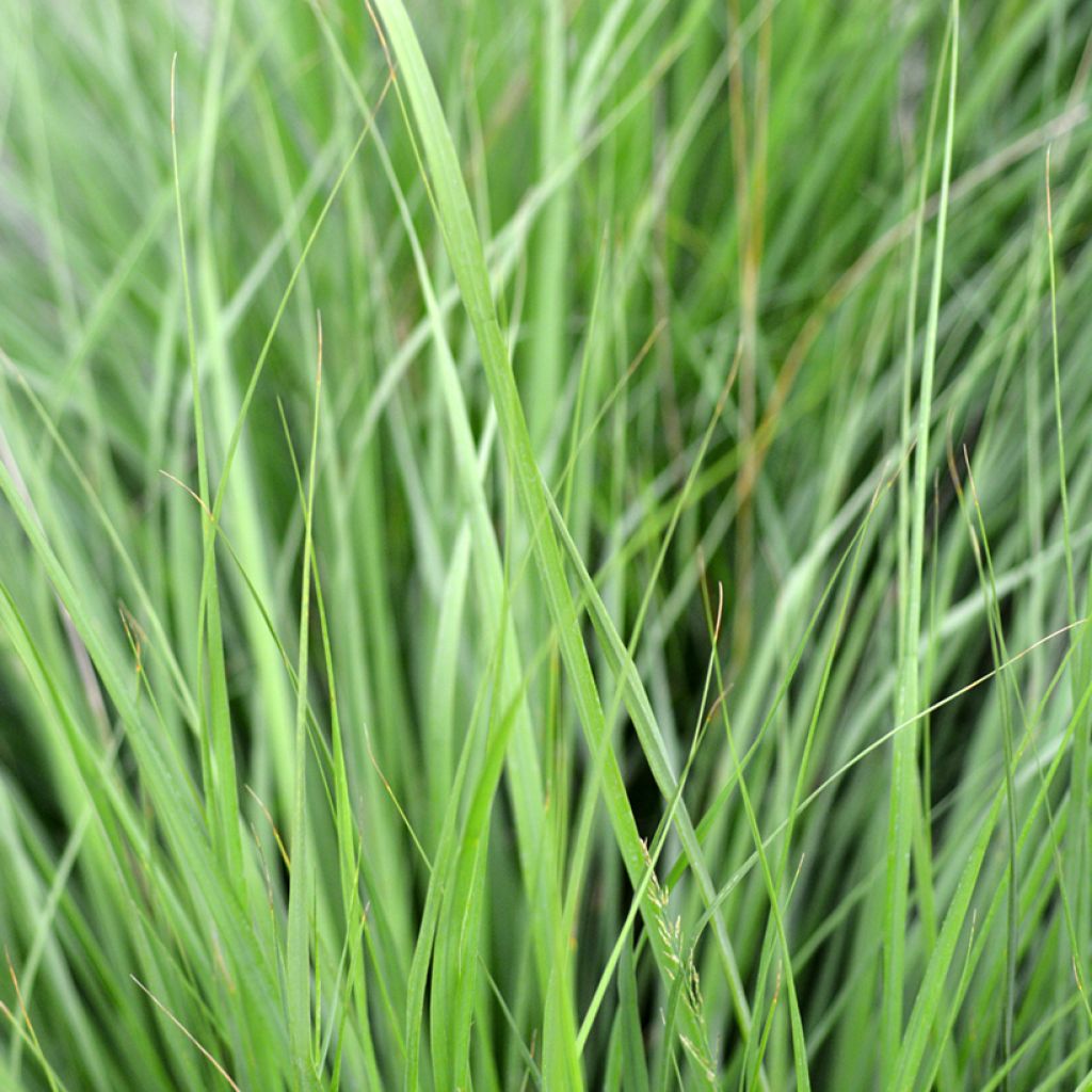 Molinia caerulea Heidezwerg - Boja