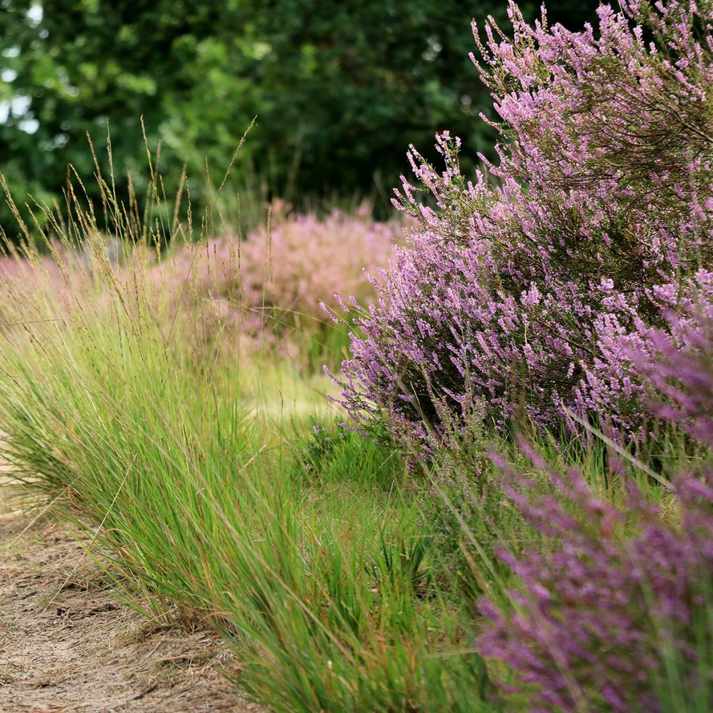 Molinia caerulea Moorflamme - Boja