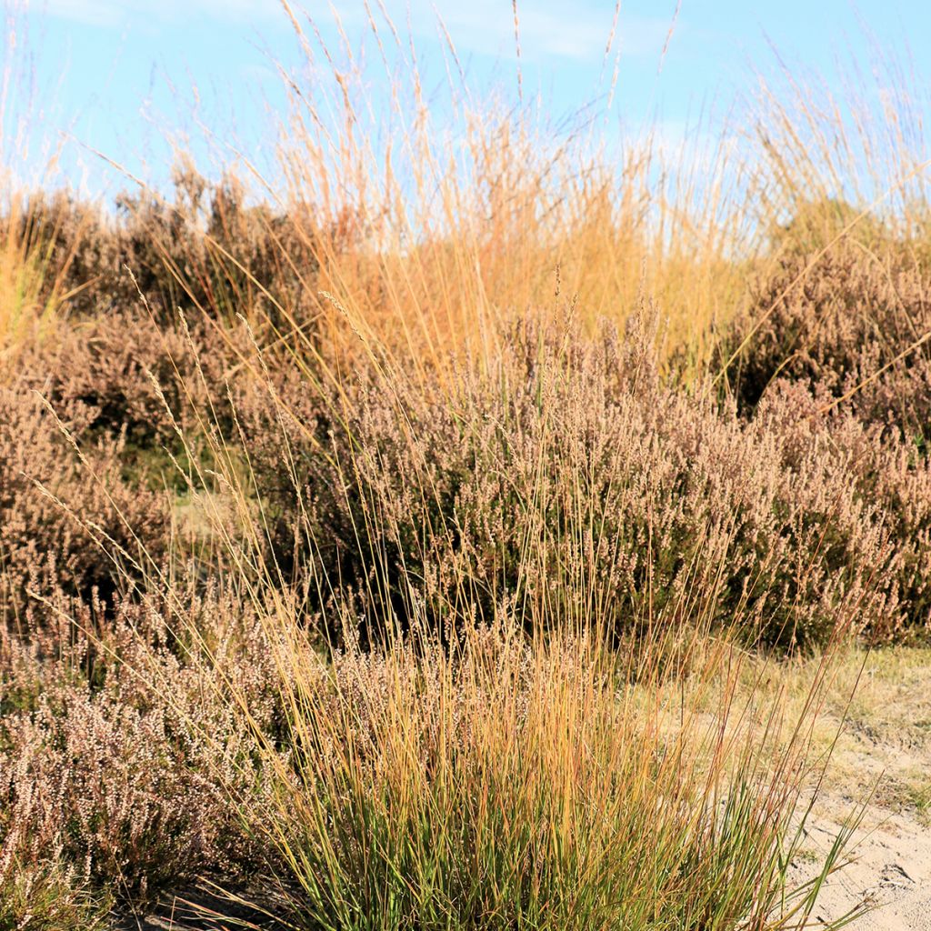 Molinia caerulea Moorflamme - Boja