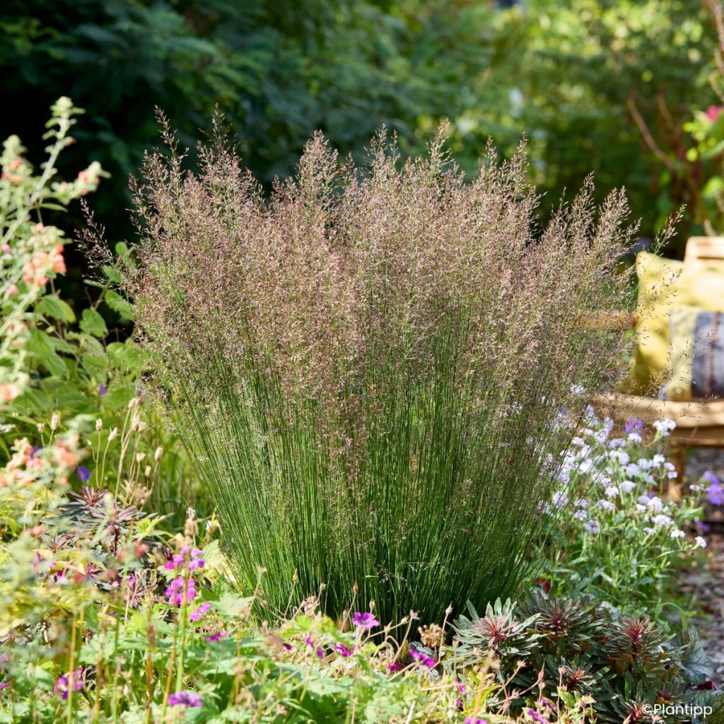 Molinia caerulea Banshee - Boja