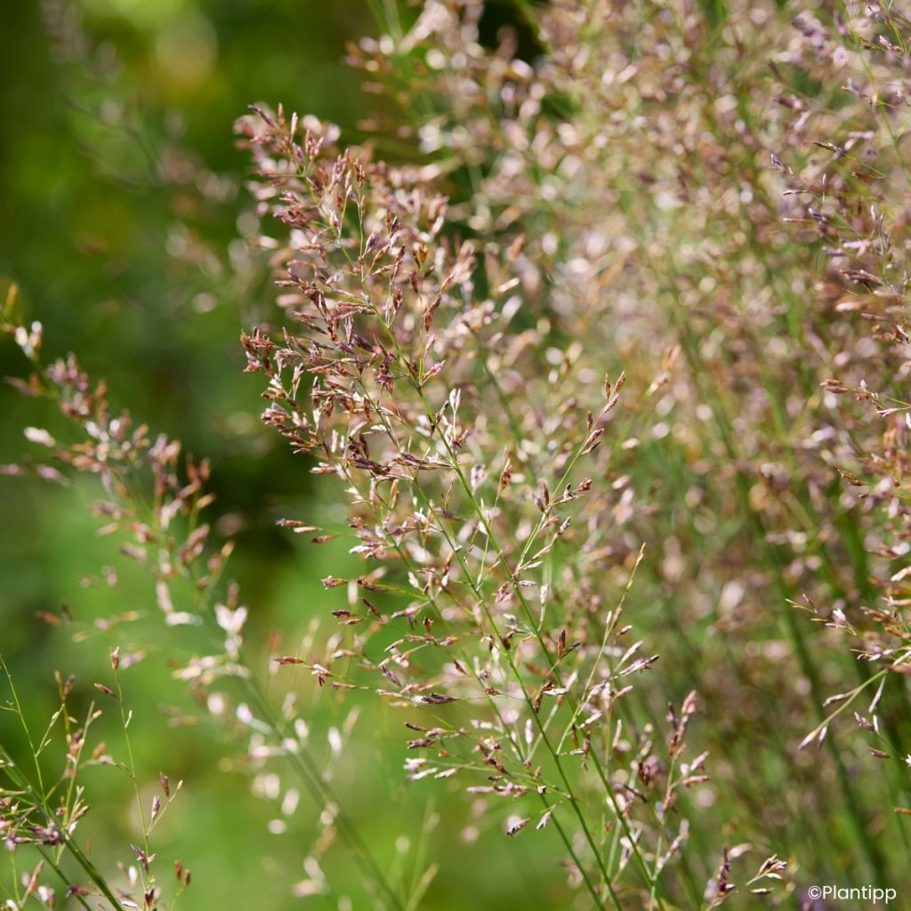 Molinia caerulea Banshee - Boja