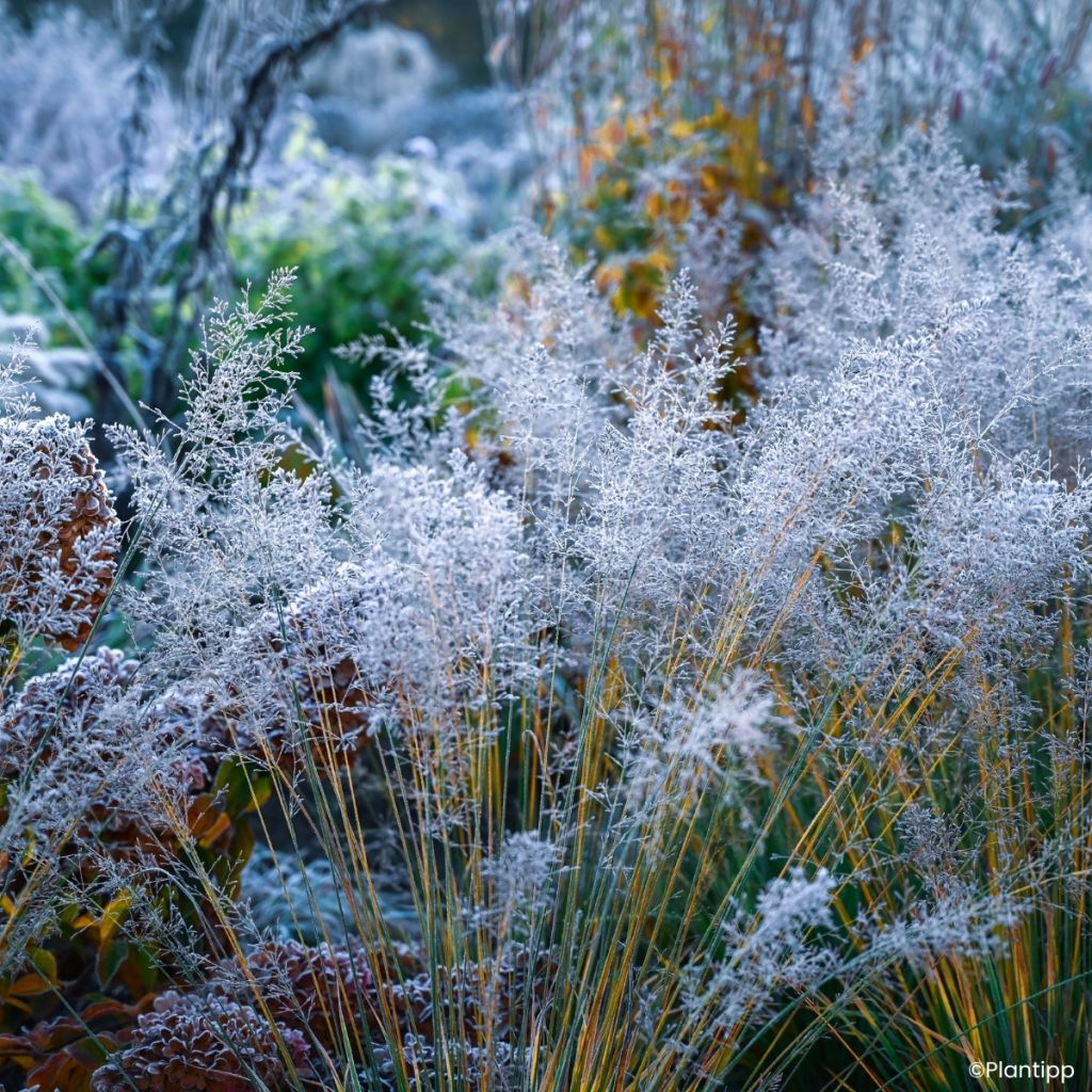 Molinia caerulea Banshee - Boja