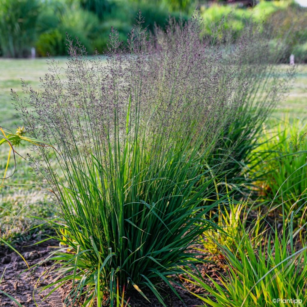 Molinia caerulea Banshee - Boja
