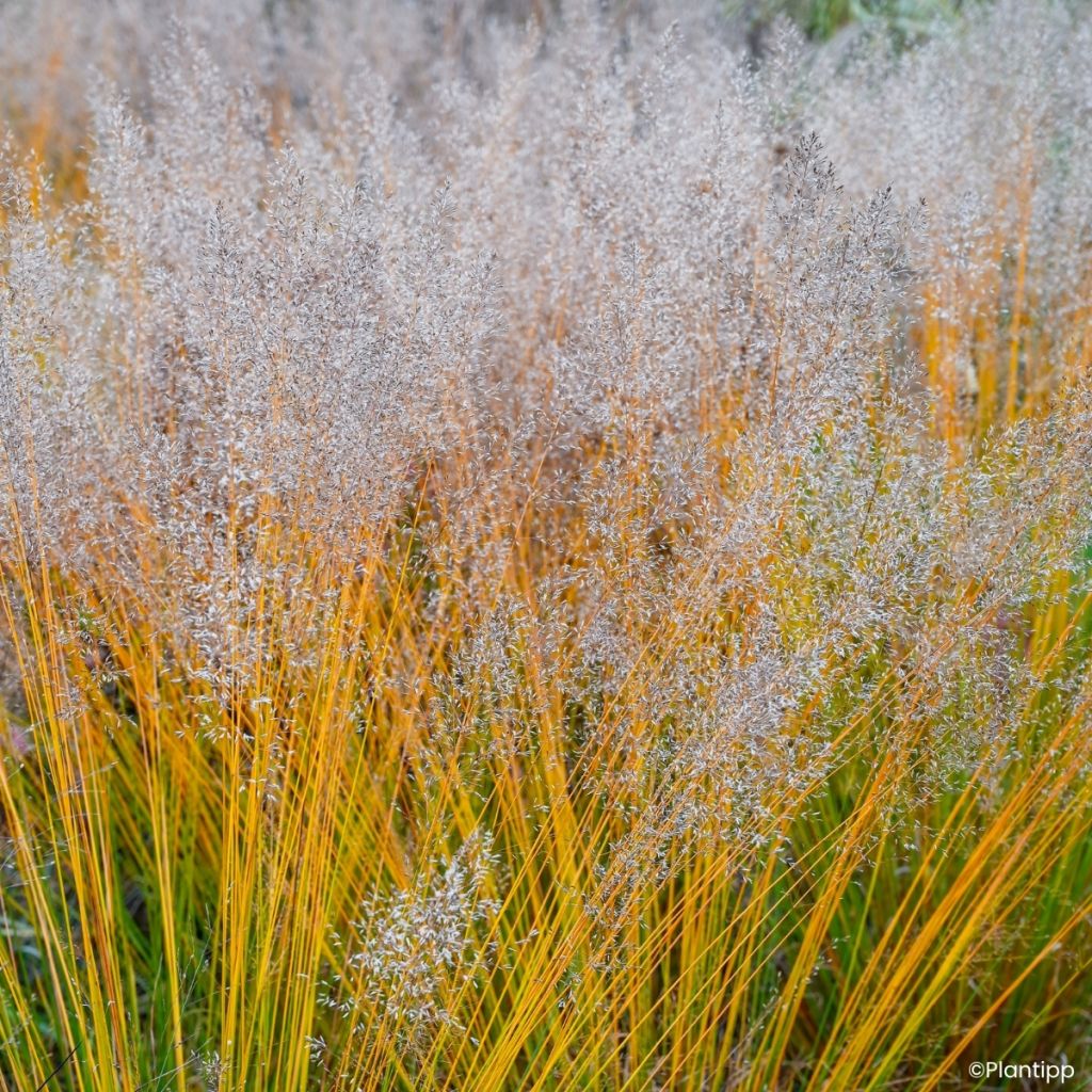Molinia caerulea Banshee - Boja