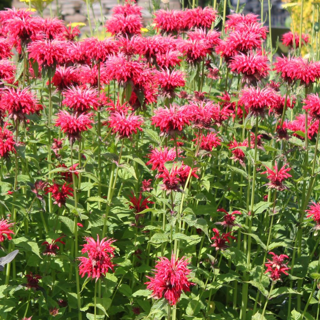 Bergamota silvestre Gardenview Scarlet