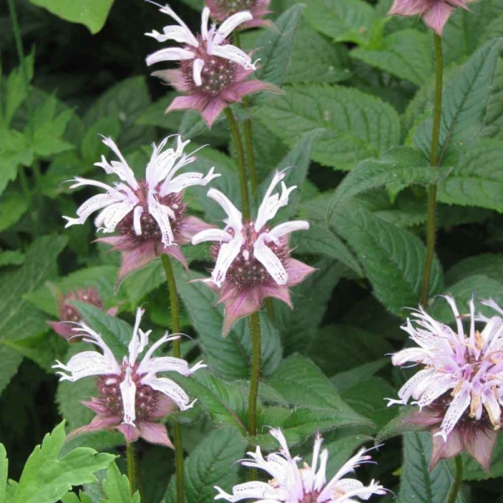 Ortiga de Russel - Monarda bradburiana