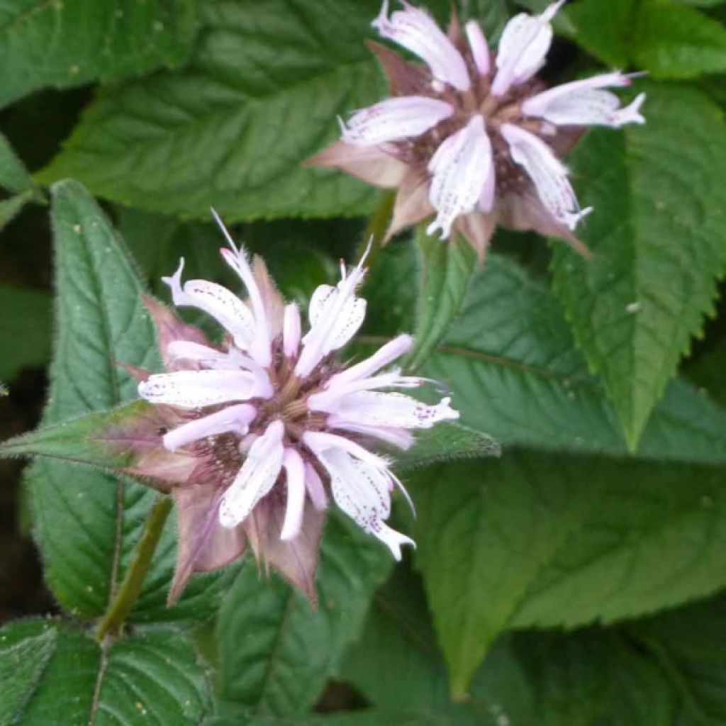 Ortiga de Russel - Monarda bradburiana