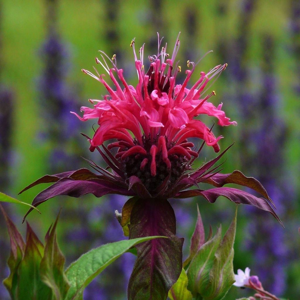Monarda Scorpion - Bergamota silvestre