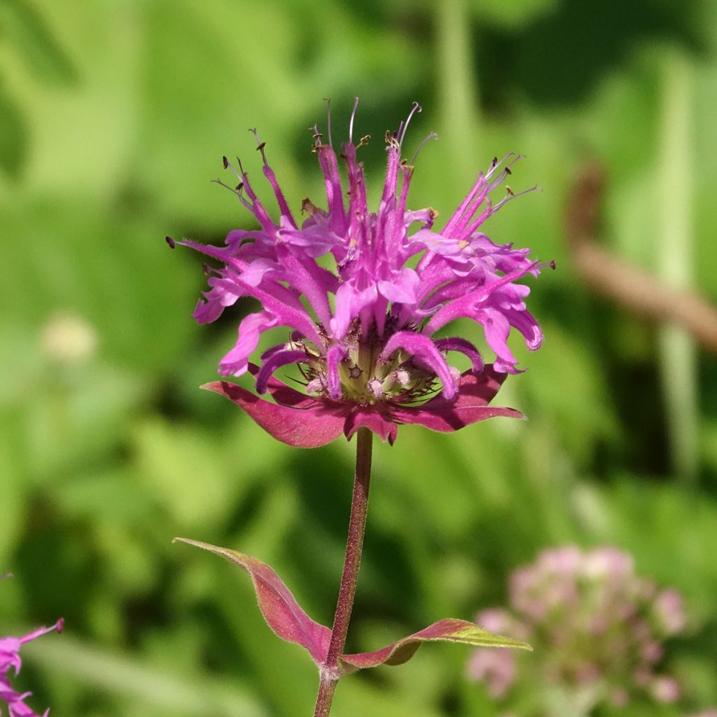 Bergamota silvestre - Monarda fistulosa subsp.menthifolia