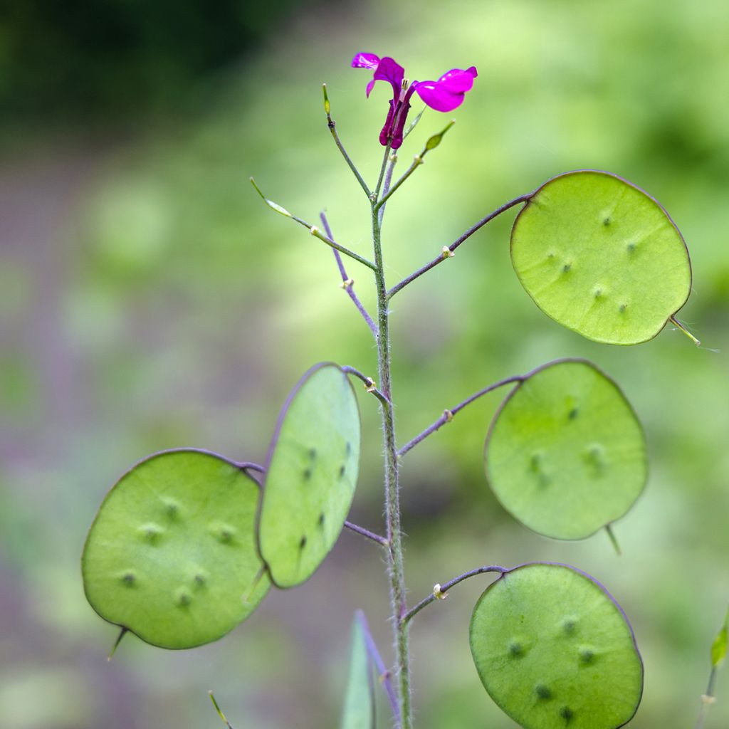 Lunaria annua - Monedas del Papa