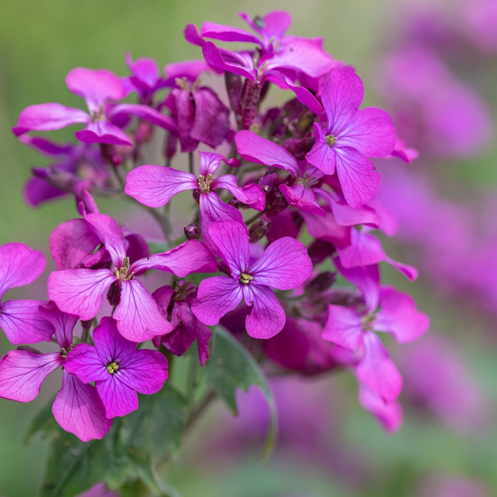 Lunaria annua - Monedas del Papa