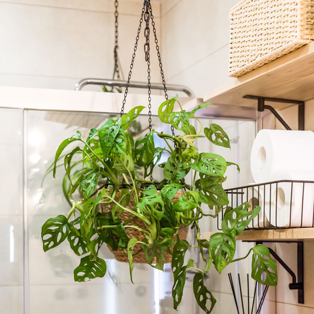 Monstera adansonii