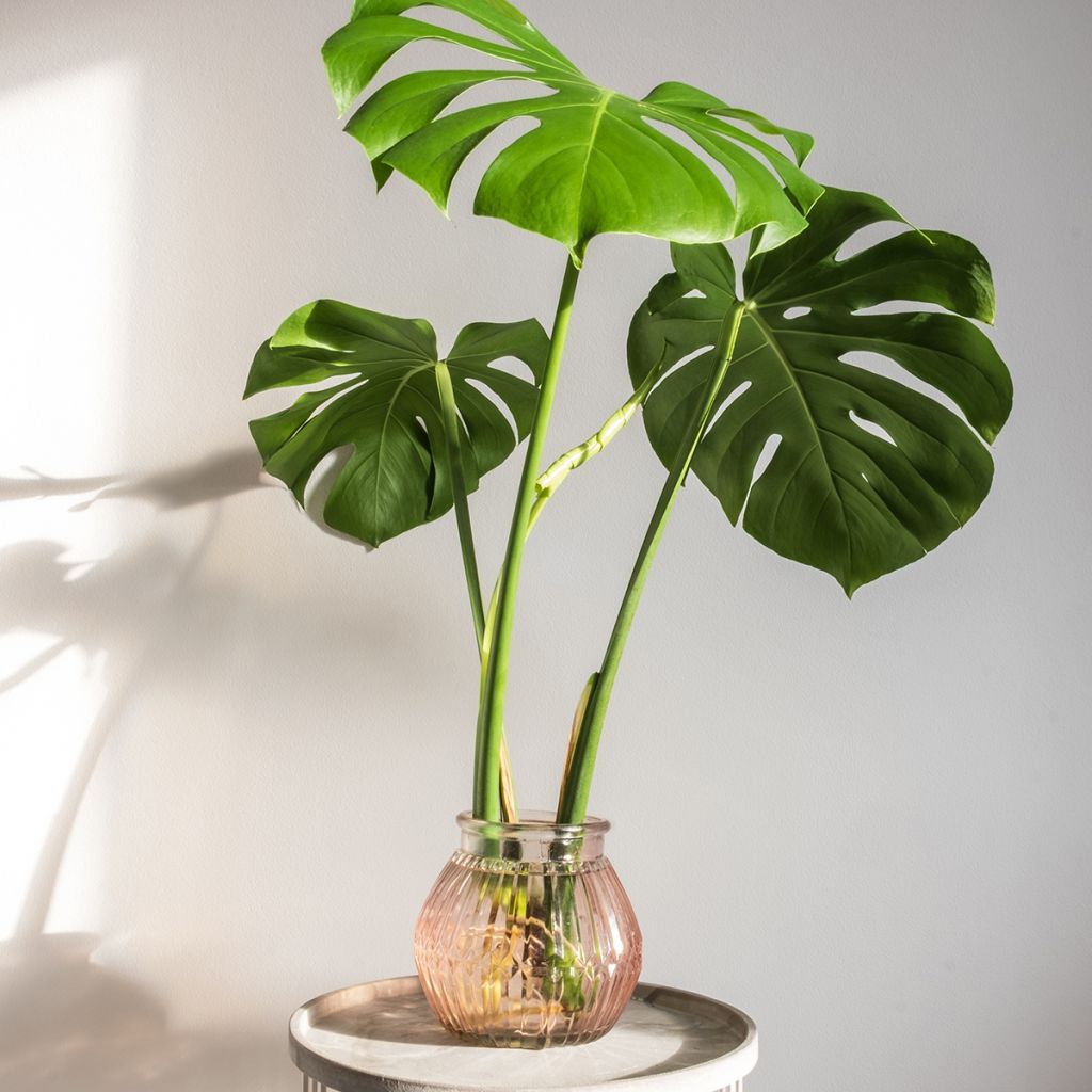 Monstera deliciosa - Costilla de Adán