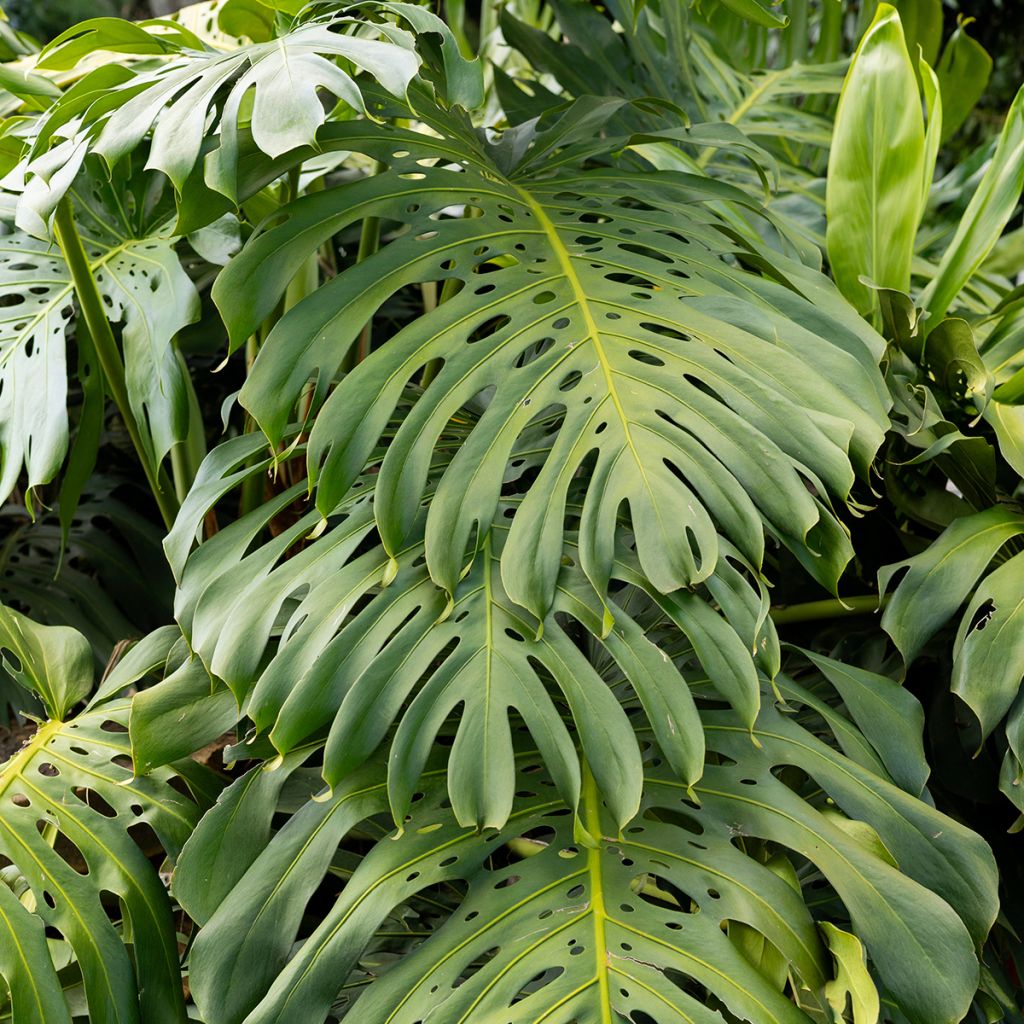 Monstera deliciosa - Costilla de Adán