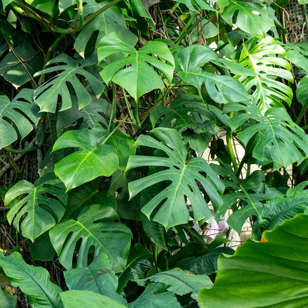 Monstera deliciosa - Costilla de Adán