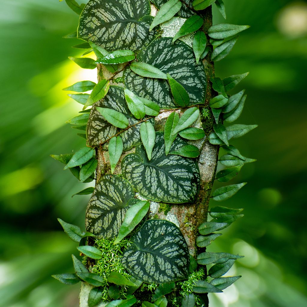 Monstera dubia