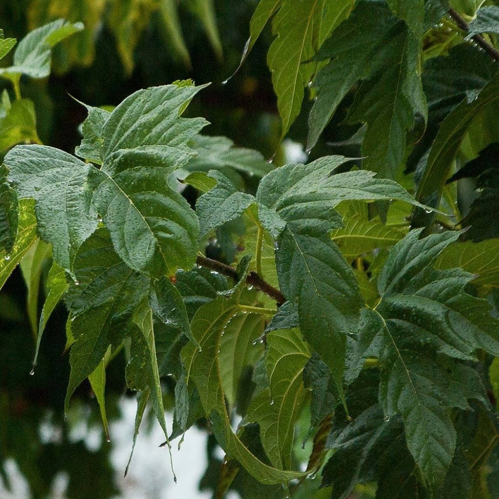 Morus alba Fruitless - Morera blanca sin frutos