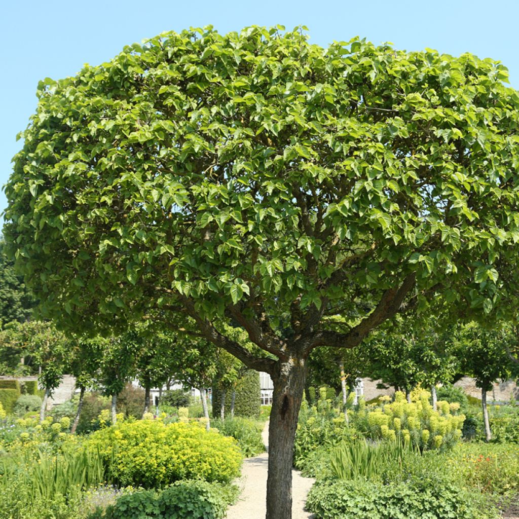 Morus alba Nana - Morera blanca enana