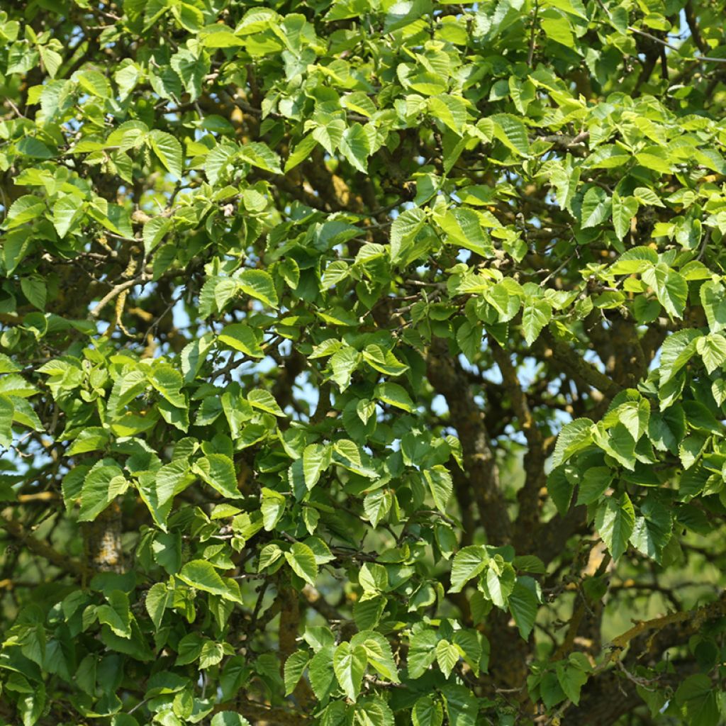 Morus alba Nana - Morera blanca enana