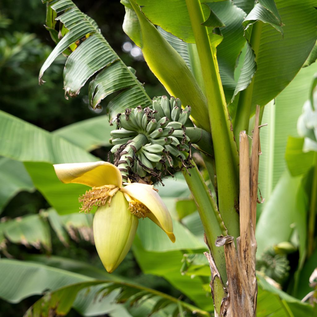 Banana japonesa Dajiao