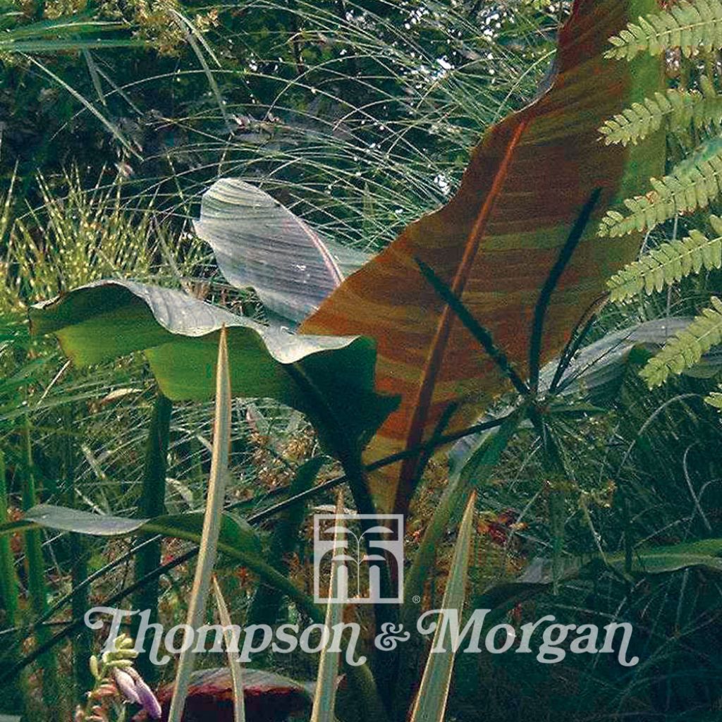 Musa Sikkimensis