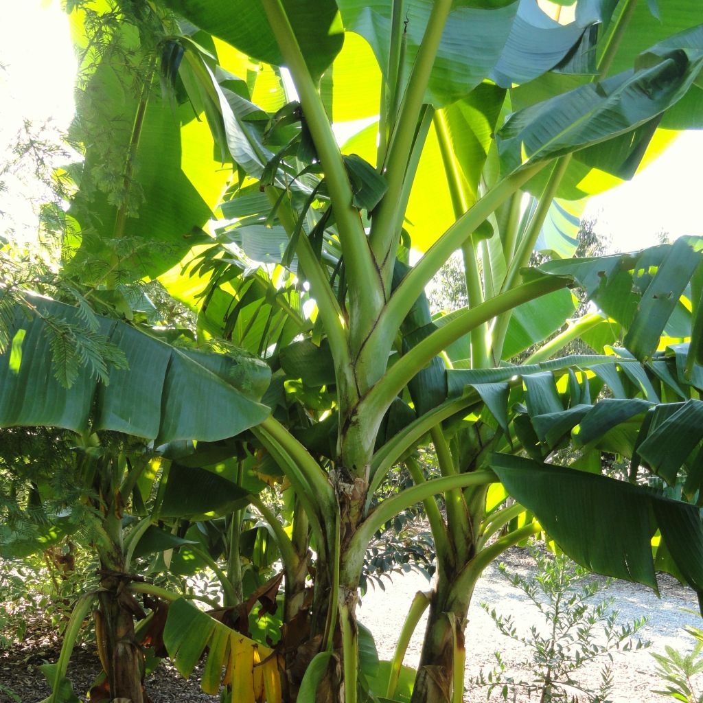 Musa sikkimensis Red Tiger - Platanera