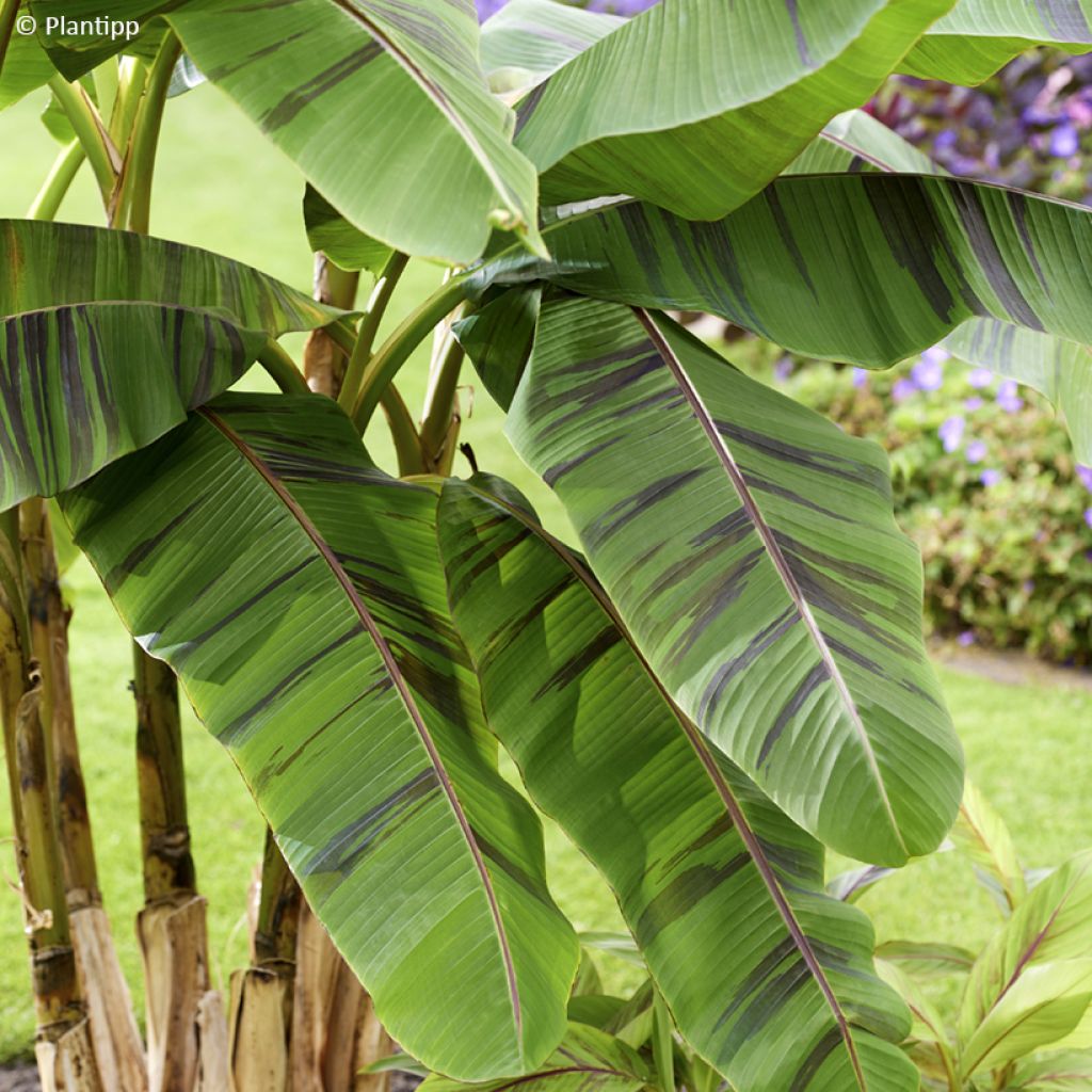 Musa sikkimensis Ever Red - Platanero