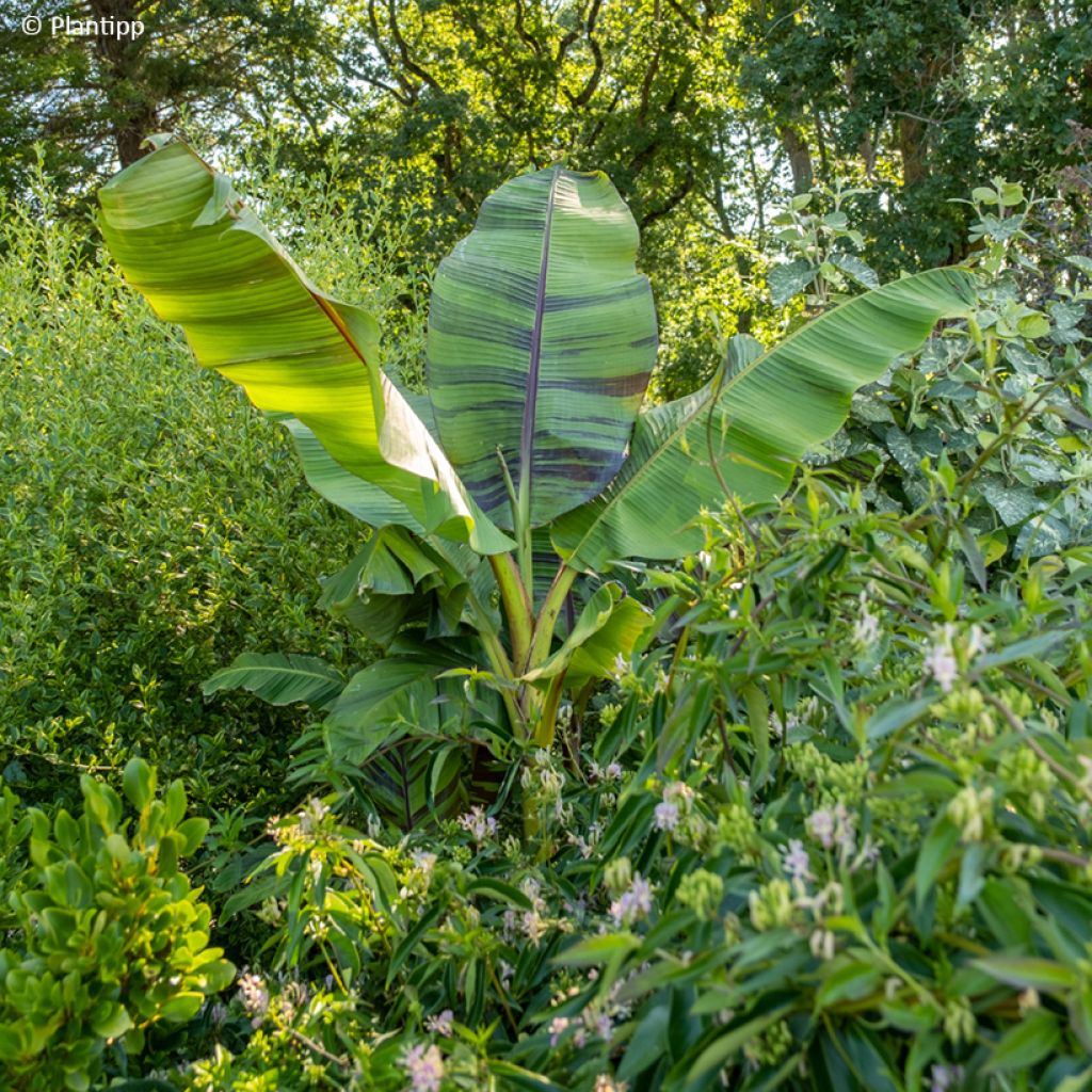 Musa sikkimensis Ever Red - Platanero