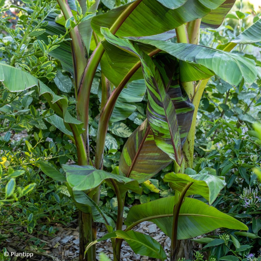 Musa sikkimensis Ever Red - Platanero