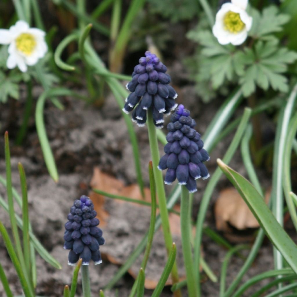 Muscari neglectum - Nazareno