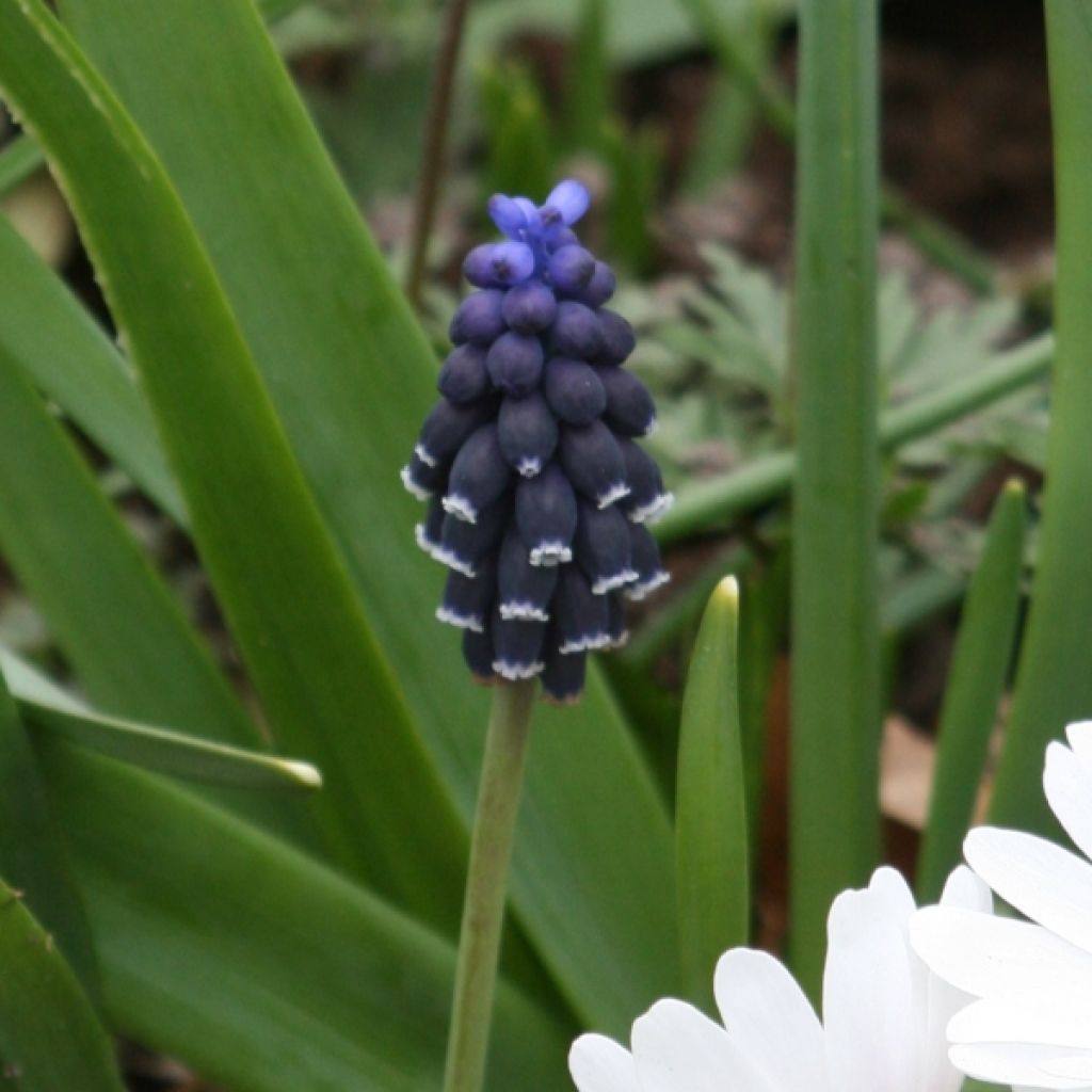 Muscari neglectum - Nazareno