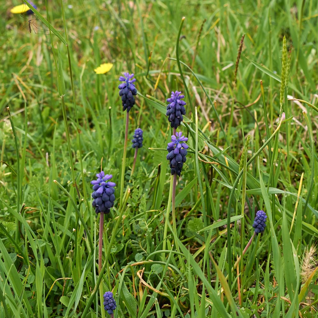 Muscari neglectum - Nazareno